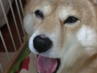ちょっとしょぼしょぼ