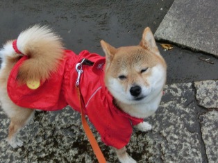 呼ばないで、上向くと雨がかかるの