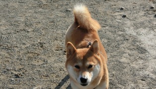 おかあしゃん