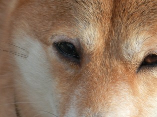 おやつのこと