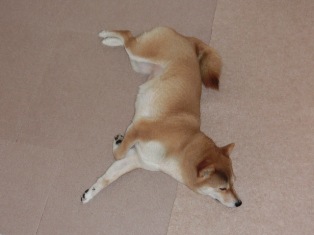 お散歩行こ~
