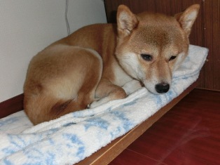 ねむねむなの
