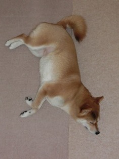 もう起きるの?起きなきゃだめ?