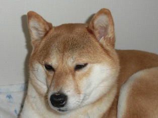 うつらうつら