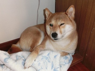 ウインクしてる?