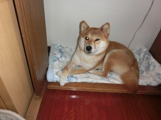 なんだかまぶしげ?