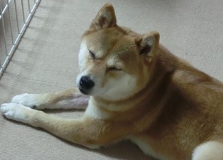 春眠なの