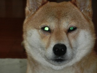 たぬきになったの