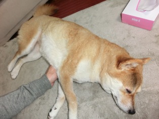 眠くなっちゃった