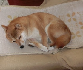 踏まれたくないからどくの