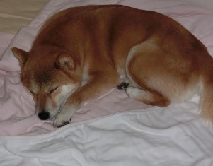 眠れてなかったんだもん