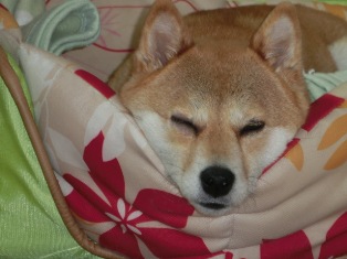 ぴったりはまってるね