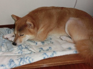 走ってみたの