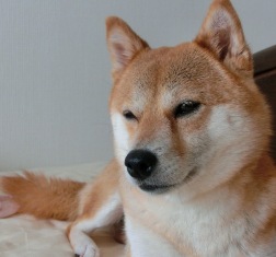 仕方ないかな