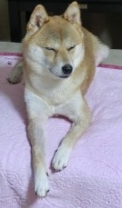 うつらうつら