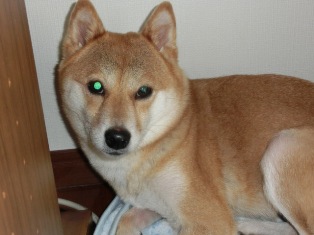 きれいな瞳に感謝