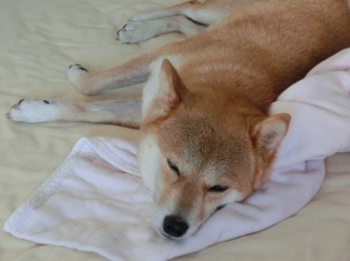 寝てるのよ