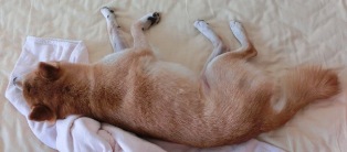 上掛けを枕にしてます