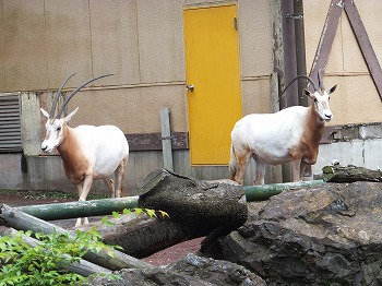 hamura11.jpg