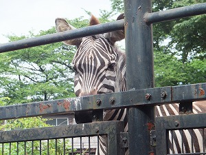 hamura18.jpg