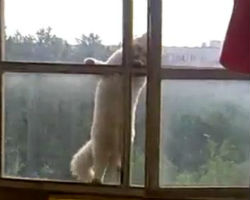 Home Invasion Cat