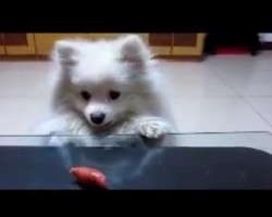 Собачка с короткими лапками