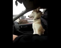The Most Annoyingly Cute Thing Ever