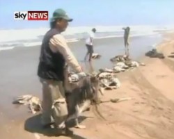Dead Pelicans Wash Up On Peru Beaches