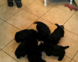 Scottie Puppy Pinwheel