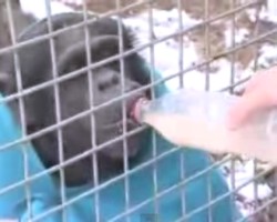 Chimp Gets Blanket and Hot tea In Welsh sanctuary in UK
