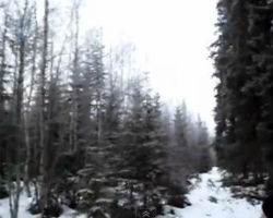 Strange sound emanates from Swedish forest