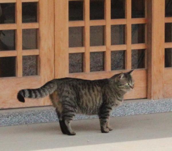neko2.jpg