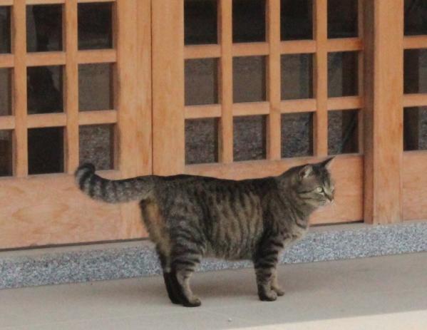neko3.jpg