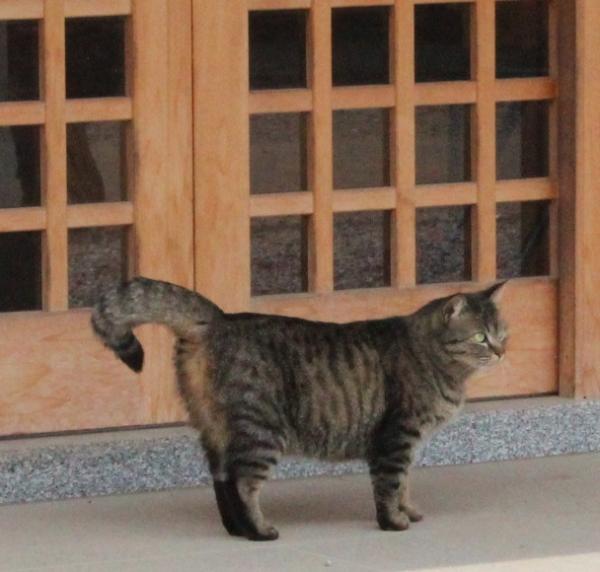 neko4.jpg