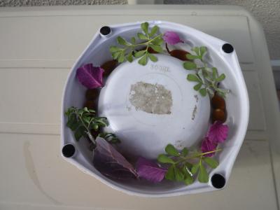 庭に花木たち