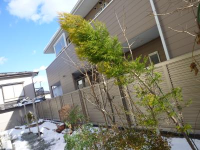 庭の花木たち