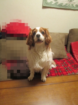 lolokoa 003