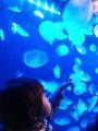 水族館 くらげ