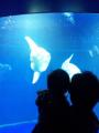 水族館 マンボウ