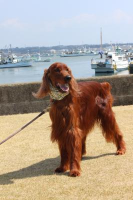 IMG_2432_convert_20120402123034.jpg