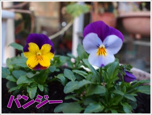 20120327_3.jpg