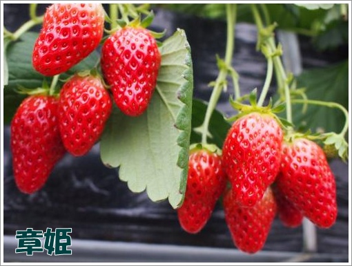 20120401_5.jpg