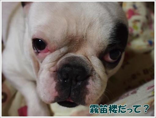20120403_6.jpg