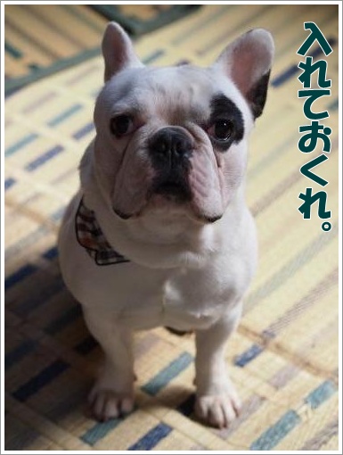 20120408_5.jpg