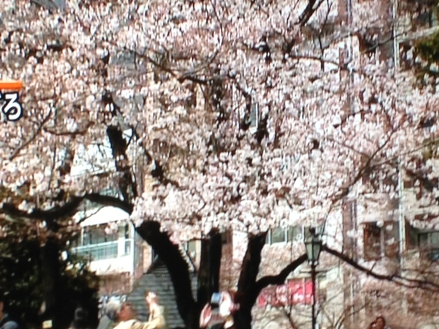 桜