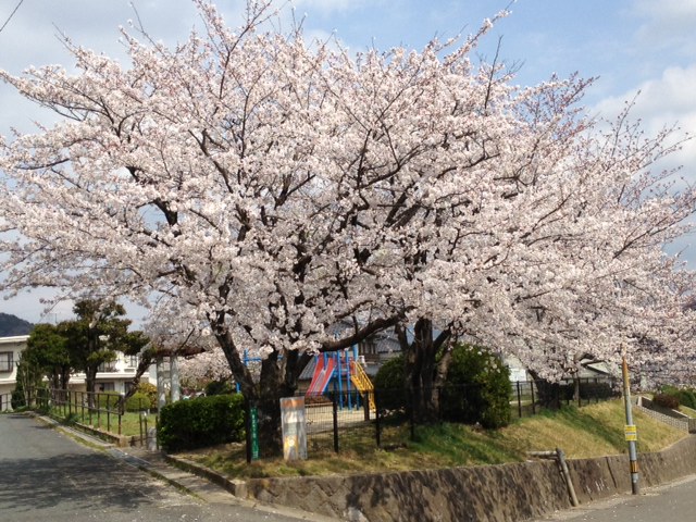 西公園sakura