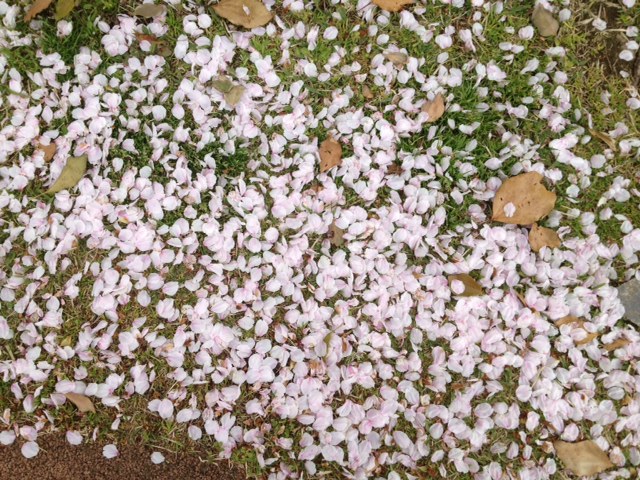 散り花