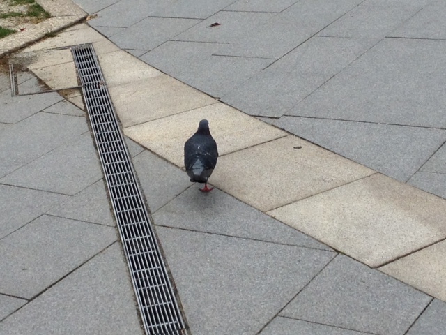 鳩