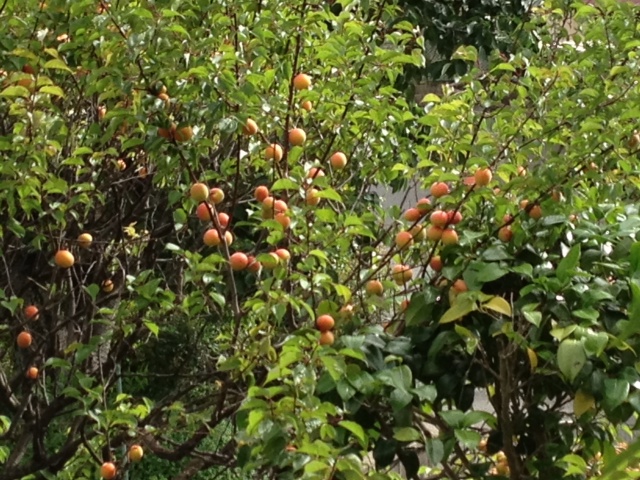 紅梅の梅