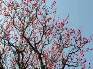 紅梅満開 (300x225)